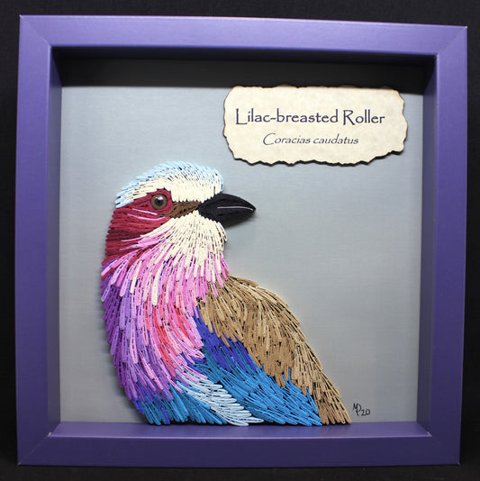 quilled paper realistic head and breast of lilac-breasted roller bird with scientific name tag